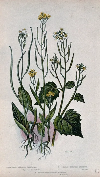 Three flowering plants, including treacle mustard (Erysimum cheiranthoides)