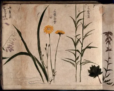 Three flowering plants, one possibly a composite