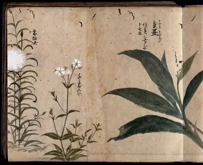 Three flowering plants, one possibly a pink (Dianthus species) and one a Gypsophila