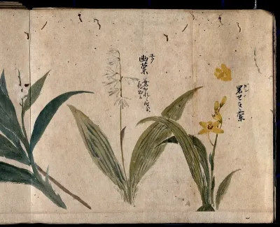 Three flowering plants, one possibly a species of Convallaria