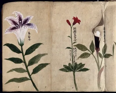 Three flowering plants, possibly including a lily and a species of Dracunculus