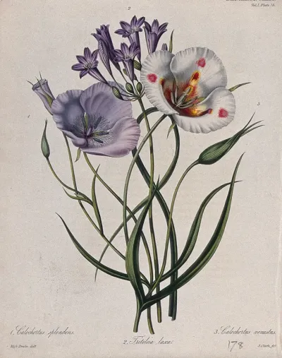 Three flowering plants: two mariposa lilies (Calochortus species) and a liliaceous flower (Triteleia laxa)