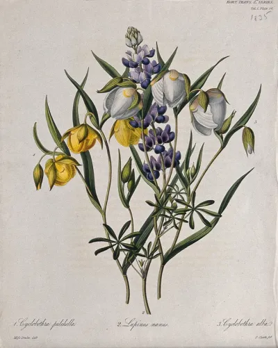 Three flowering plants: two mariposa lilies (Calochortus species) and a lupin (Lupinus nanus)