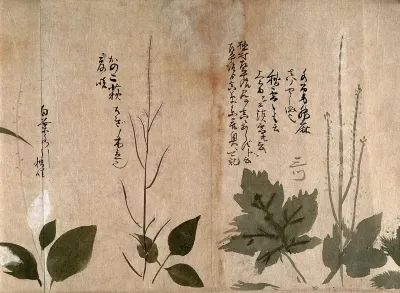 Three flowering plants