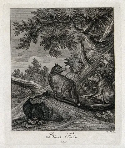 Three foxes in a forest