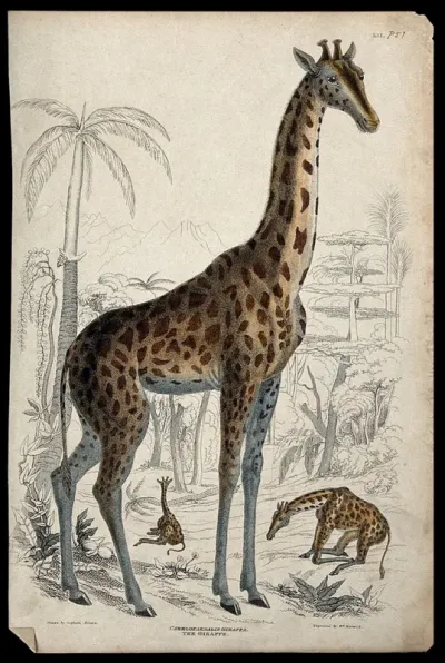 Three giraffes shown in their natural habitat