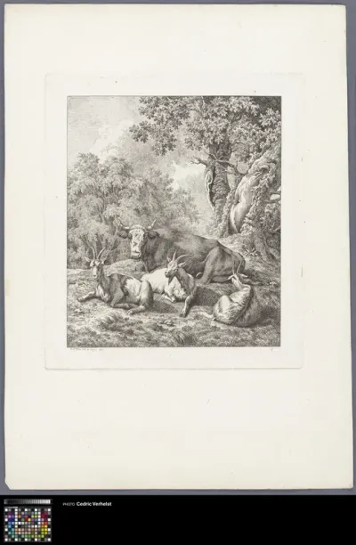 Three goats and a cow