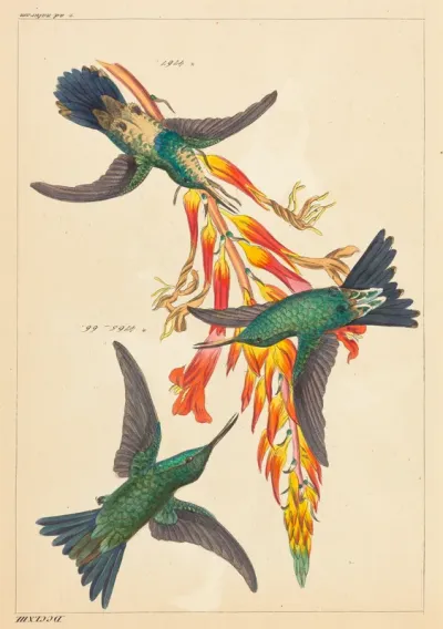 Three Hummingbirds with Plant
