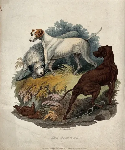 Three hunting dogs are standing next to a spot where two game-birds are hiding under a small crag