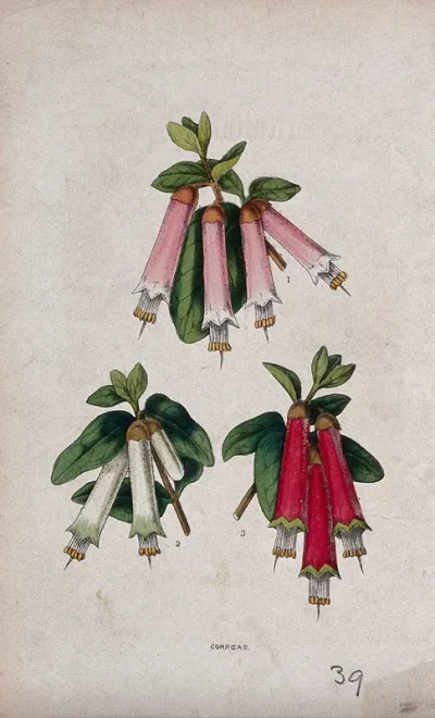 Three hybrids of the Australian fuchsia plant (Correa species): flowering stems