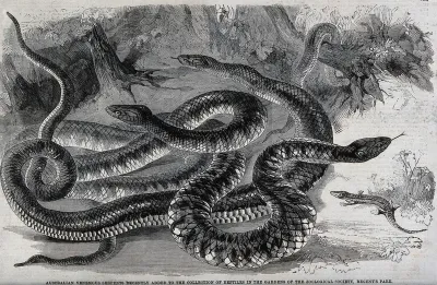 Three large snakes in the gardens of the Zoological Sociey, Regent's Park