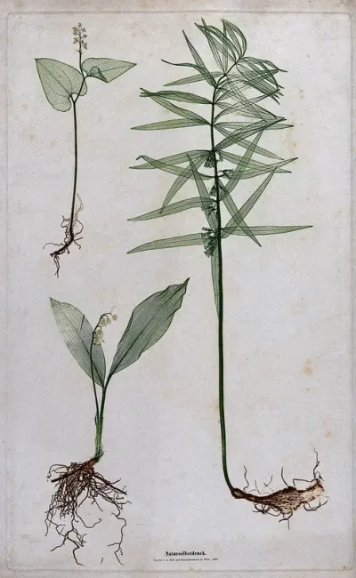 Three liliaceous flowering plants, including lily of the valley (Convallaria majalis) and whorled Solomon's seal (Polygonatum verticillatum)