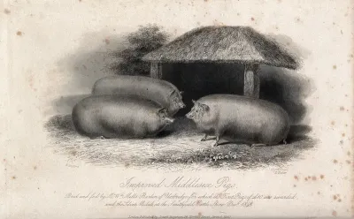 Three Middlesex pigs