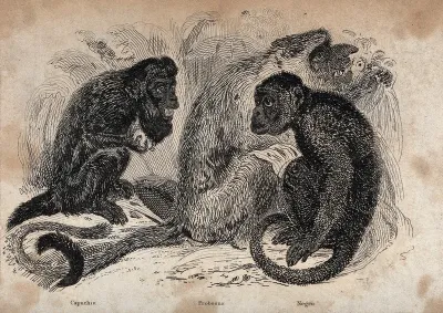 Three monkeys: capuchin, probosus and negro