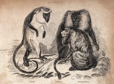 Three monkeys: wanderoo, howling monkey and diana