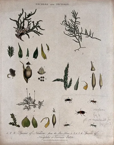 Three mosses (Neckera species) with anatomical detail and five carrion eater beetles (Necydalis species)
