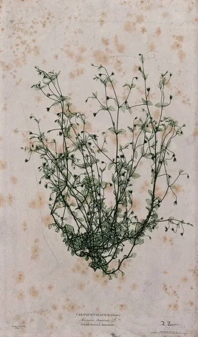Three-nerved sandwort (Arenaria trinervis): flowering plant