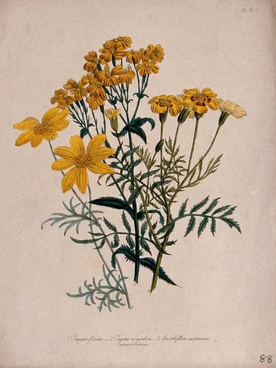 Three ornamental yellow flowers, including a French marigold (Tagetes patula)