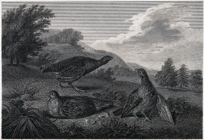 Three partridges