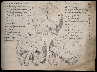 Three perspectives of a skull sectioned and labelled according to an unorthodox system of phrenology