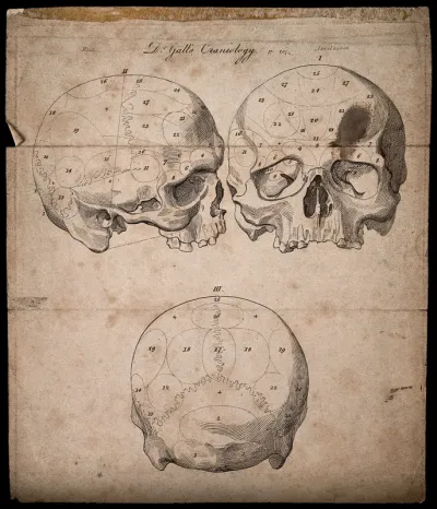 Three perspectives of a skull sectioned and numbered according to Gall's system of phrenology
