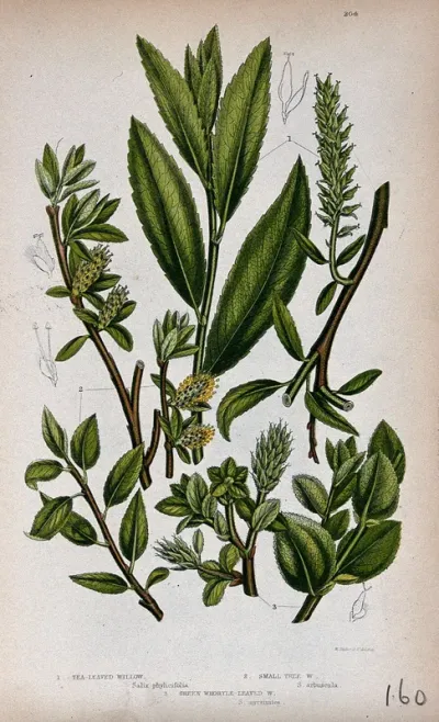 Three plant stems with catkins, all from named types of willow (Salix species)
