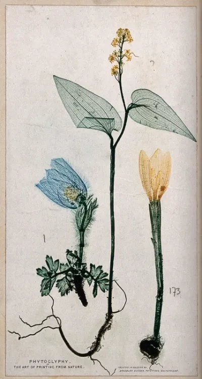 Three plants, an anenome, a mercury and a crocus: entire flowering plants