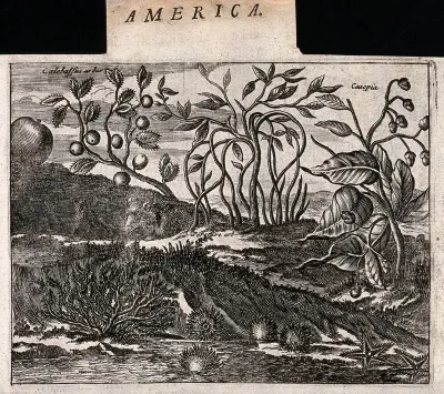 Three plants, including a calabash-tree (Crescentia cujete) with starfish and sea urchins in an exotic tropical landscape
