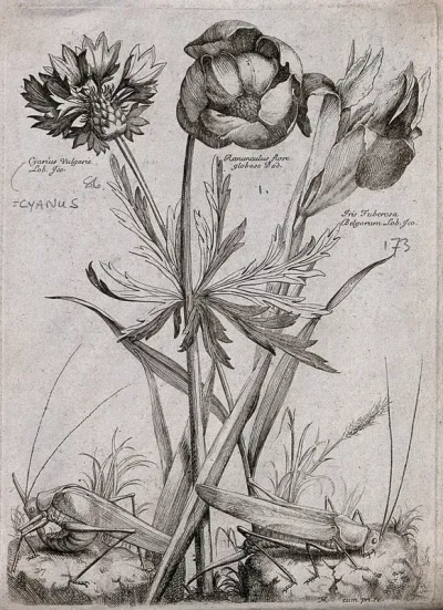 Three plants, including a cornflower (Centaurea cyanus) and an iris: flowering stems with two grasshoppers