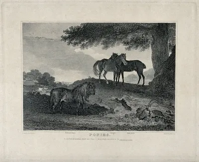 Three ponies standing in a field under an oak tree