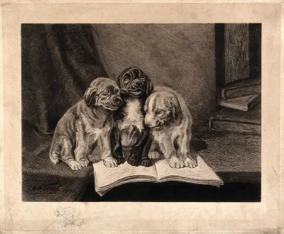 Three puppies sitting on an open book on a table