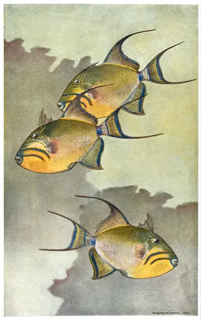 Three Queen trigger fish swimming in the sea