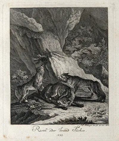 Three red foxes in a rocky landscape