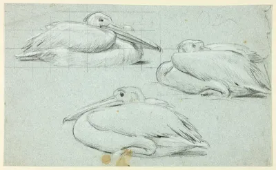Three Sketches of Pelicans