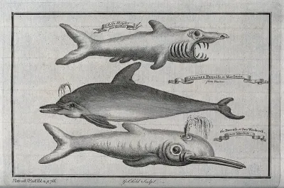 Three small toothed whales, including a Guinea porpoise