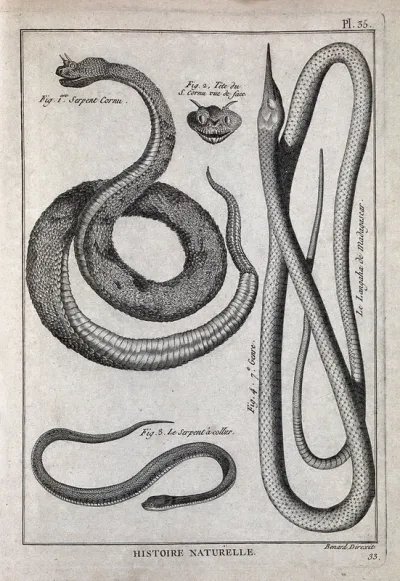 Three snakes: a horned viper; a Madagascan langaha; a grass snake