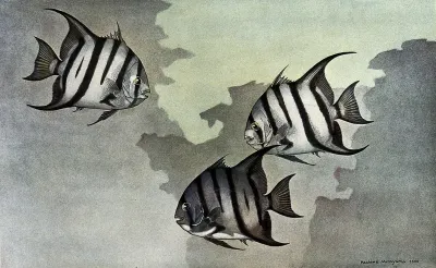 Three spade fish (Chaetodipterus faber) swimming in the sea