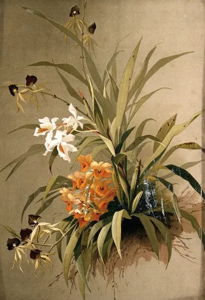 Three species of orchid: flowering plants