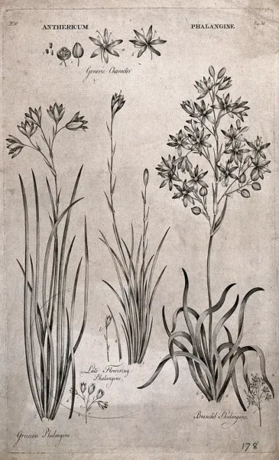 Three species of phalangine (Anthericum) plant: flowering stems with floral segments