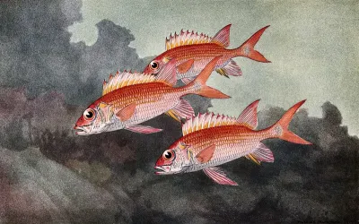 Three squirrel fish swimming in the sea