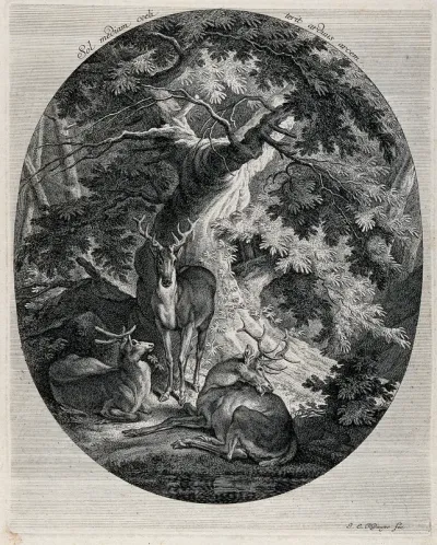 Three stags grooming under a tree in the forest near the watering hole