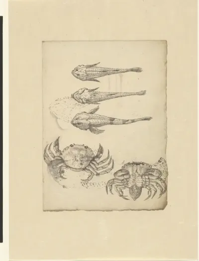 Three studies of a Cottus perifretum and two of a crab (Carcinus maenas)