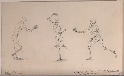 Three studies of a skeletal figure