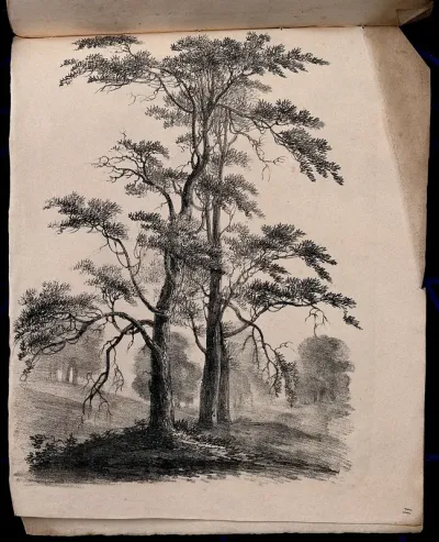 Three trees, possibly pines (Pinus species), with surrounding vegetation