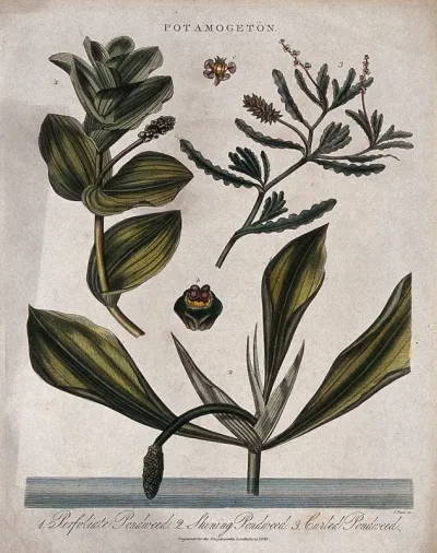 Three types of pondweed (Potamogeton species)