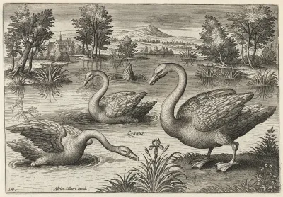 Three Whooper Swans