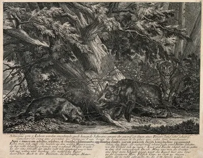 Three wild boars in the forest: one is sleeping, the other grooming itself, while the third just enters the scene