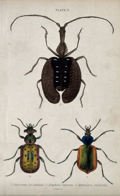 Three winged insects
