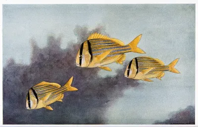 Three yellow pork-fish swimming in the sea