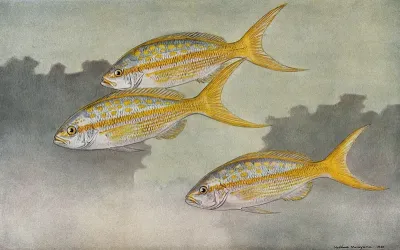 Three yellow tail fish swimming in the sea